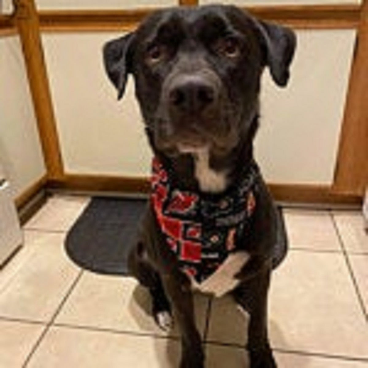 All Sport Teams House Divided Pet Bandanna Handmade